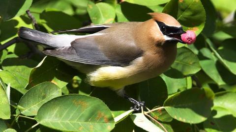 鸟类(太平鸟)图片大全