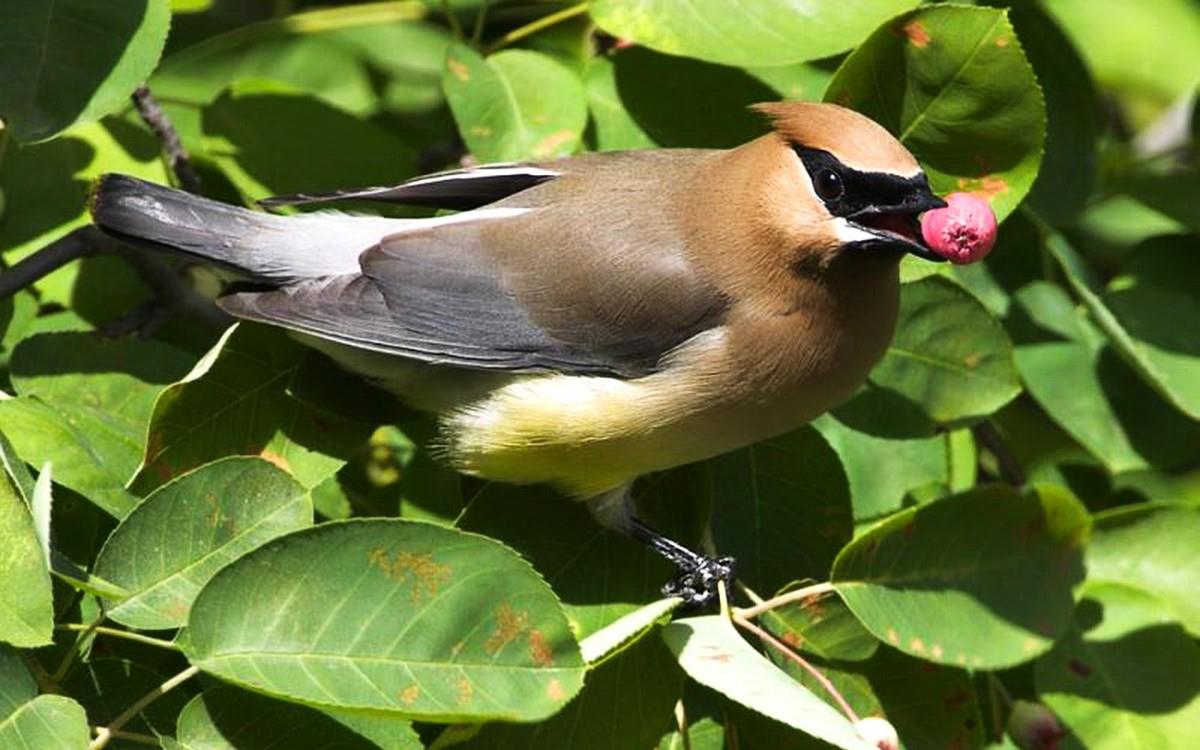 鸟类(太平鸟)图片大全