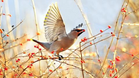 鸟类(太平鸟)图片大全