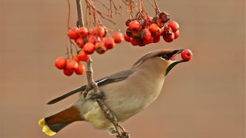 鸟类(太平鸟)图片大全