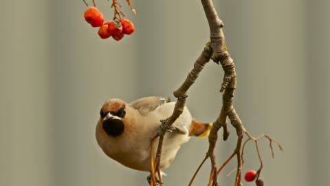 鸟类(太平鸟)图片大全