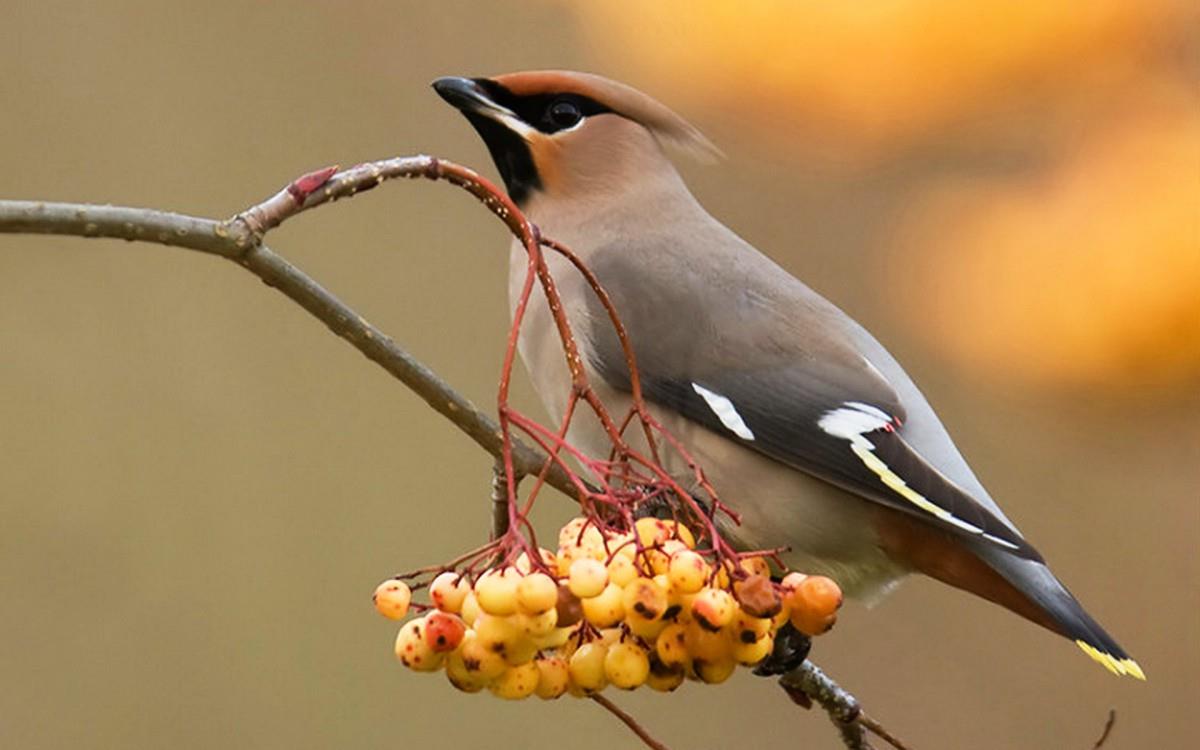 鸟类(太平鸟)图片大全