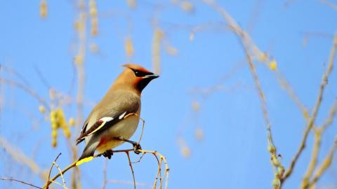 鸟类(太平鸟)图片大全