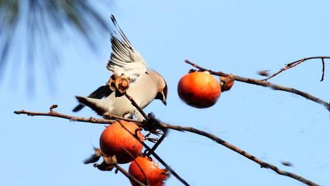 鸟类(太平鸟)图片大全