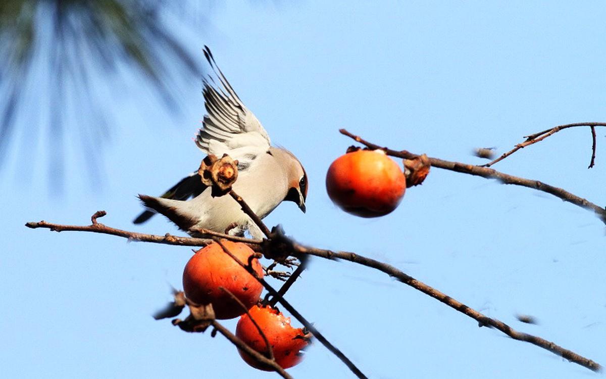 鸟类(太平鸟)图片大全