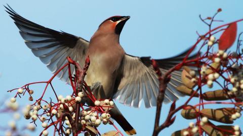 鸟类(太平鸟)图片大全