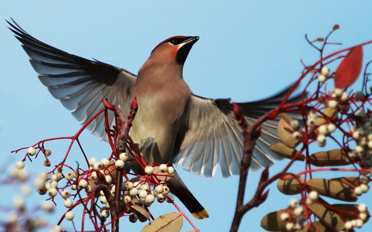 鸟类(太平鸟)图片大全