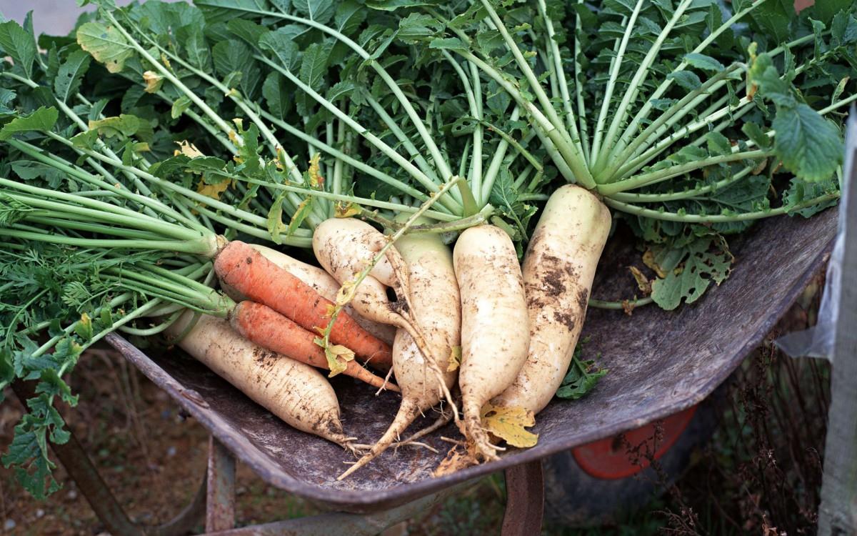 新鲜绿色健康蔬菜图片
