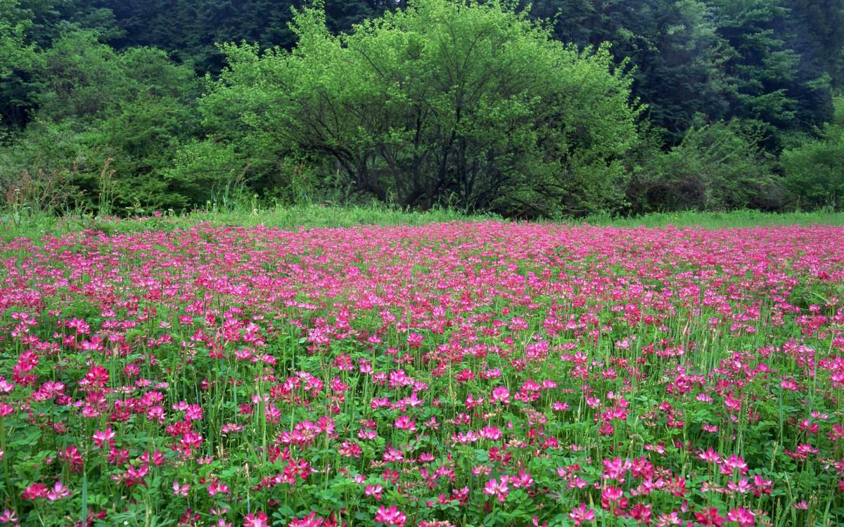 粉色花儿的海洋图片