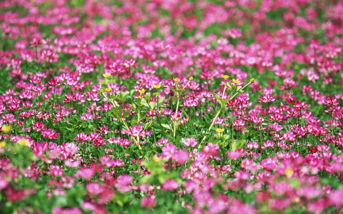 粉色花儿的海洋图片