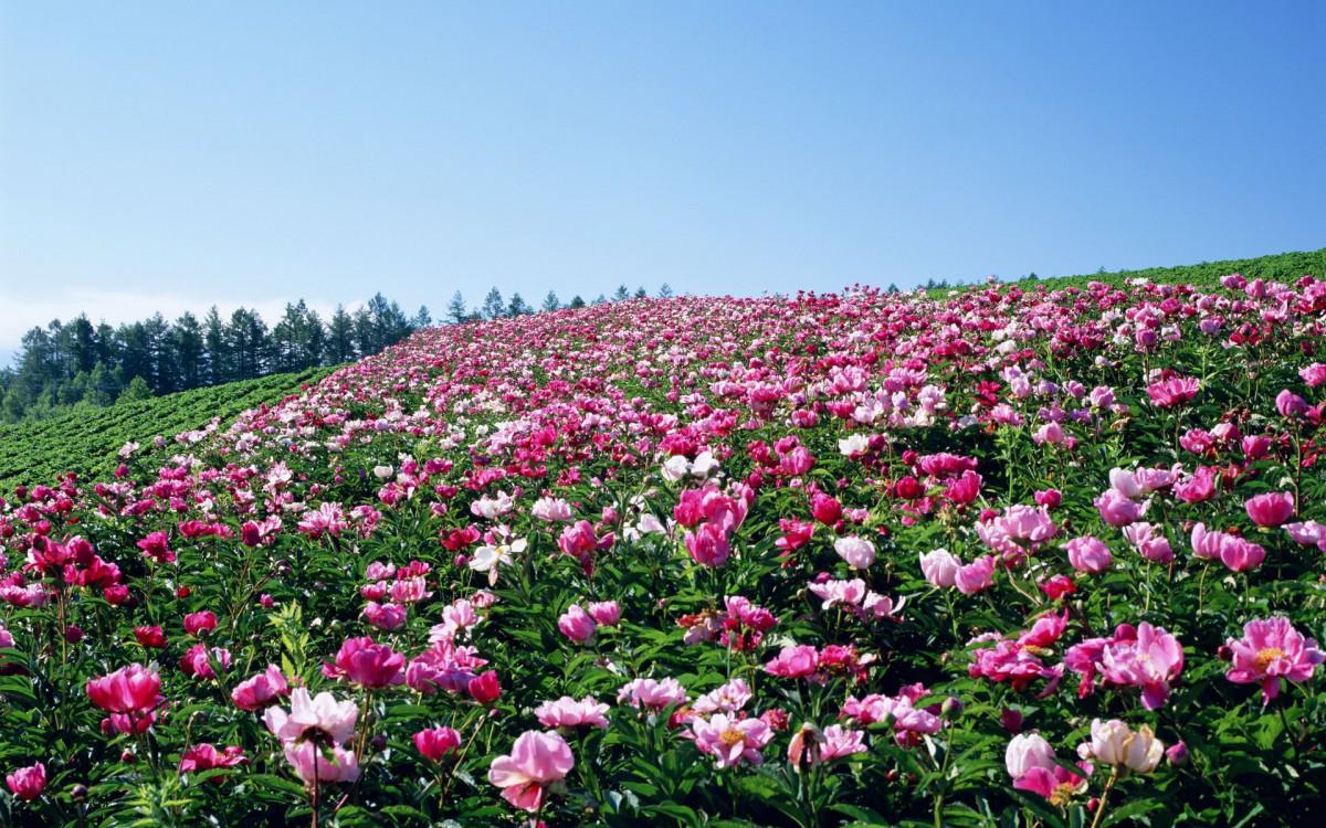 粉色花儿的海洋图片