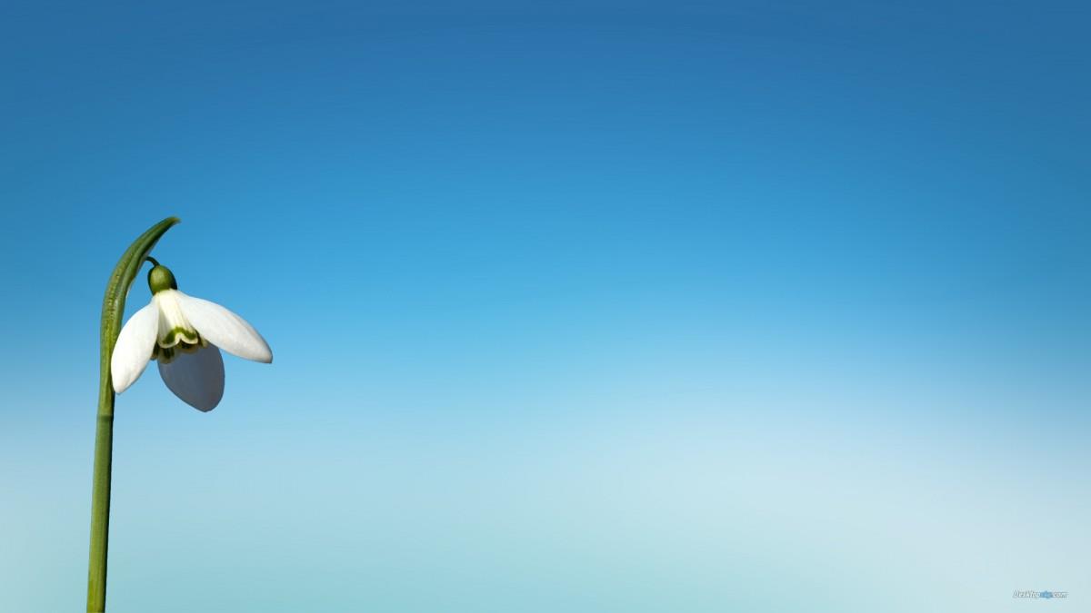 唯美雪花莲（待雪草）图片