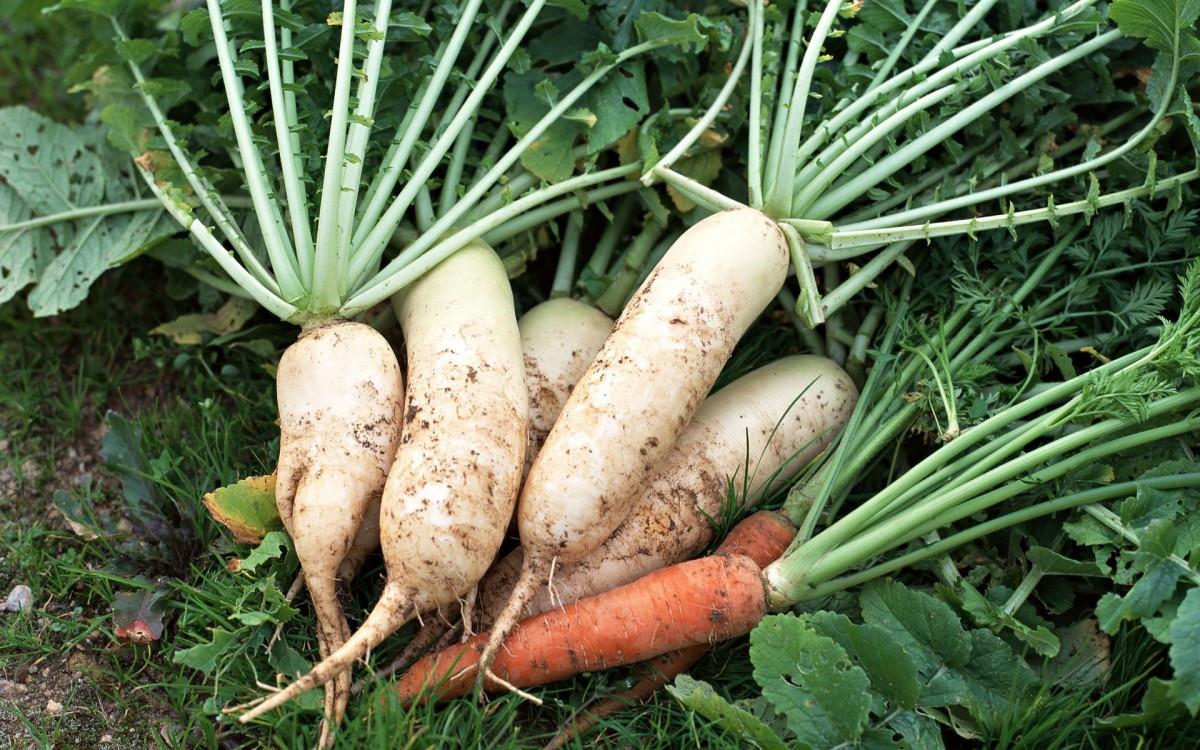 新鲜绿色健康蔬菜图片