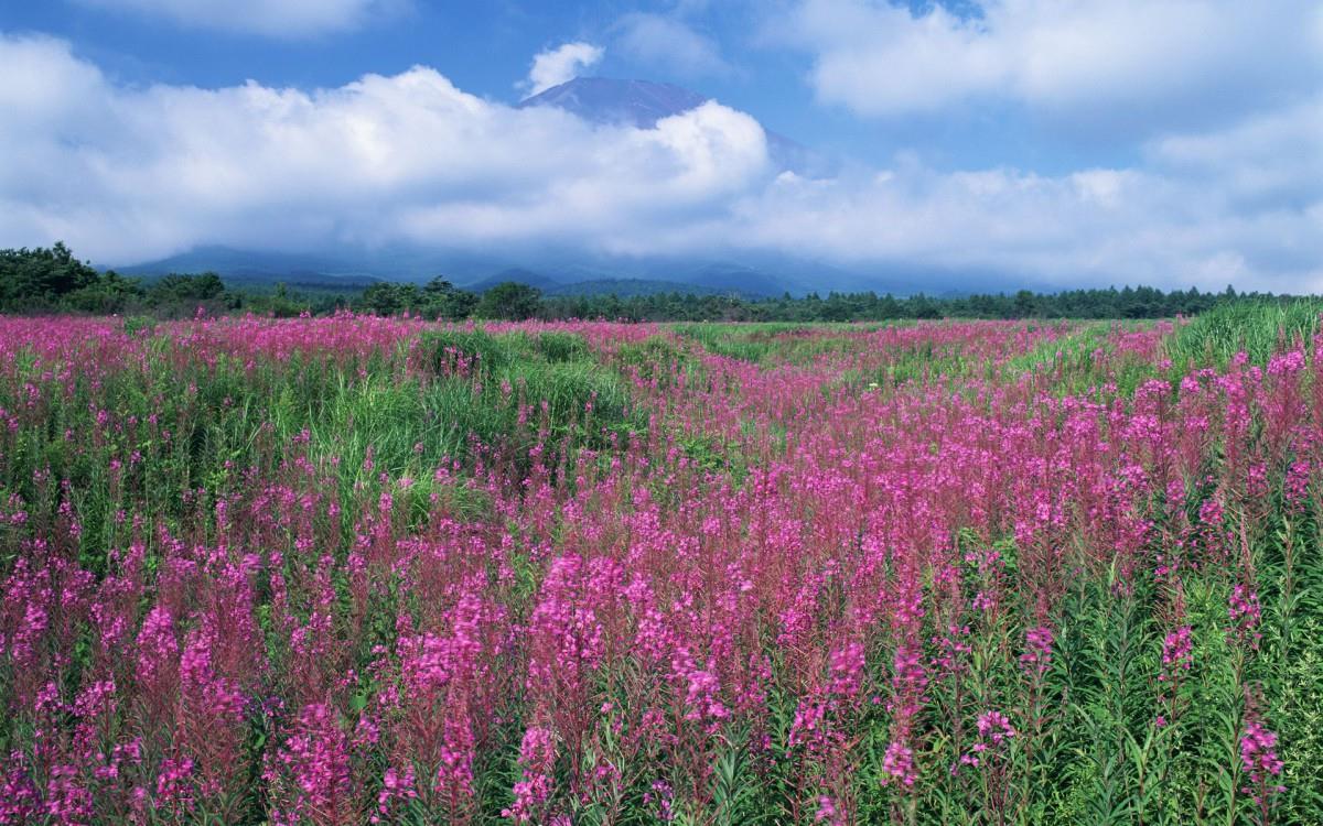粉色花儿的海洋图片