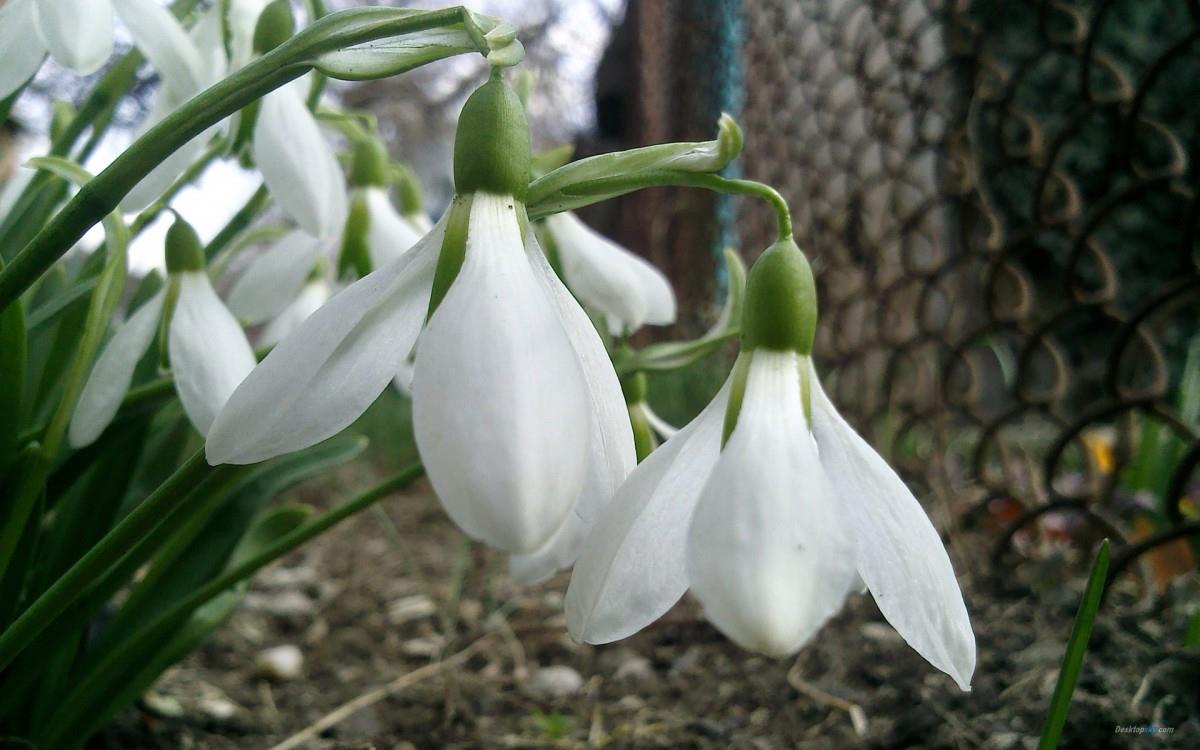 唯美雪花莲（待雪草）图片