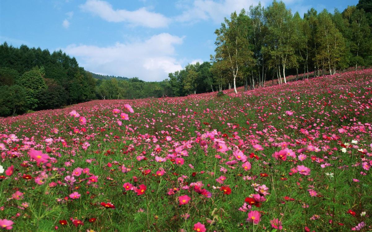 粉色花儿的海洋图片
