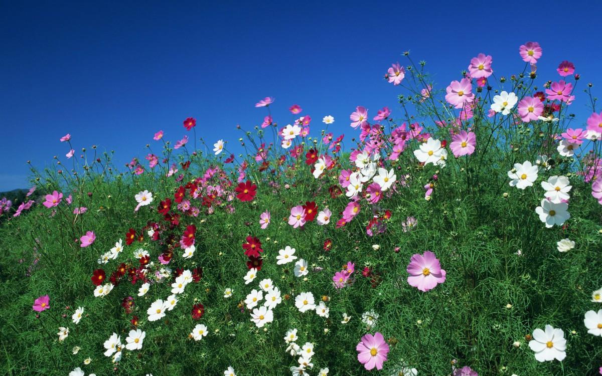 粉色花儿的海洋图片