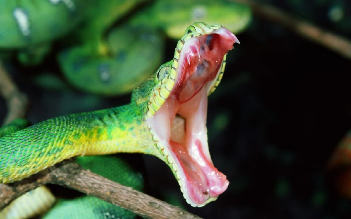 青蛇高清特写图片大全