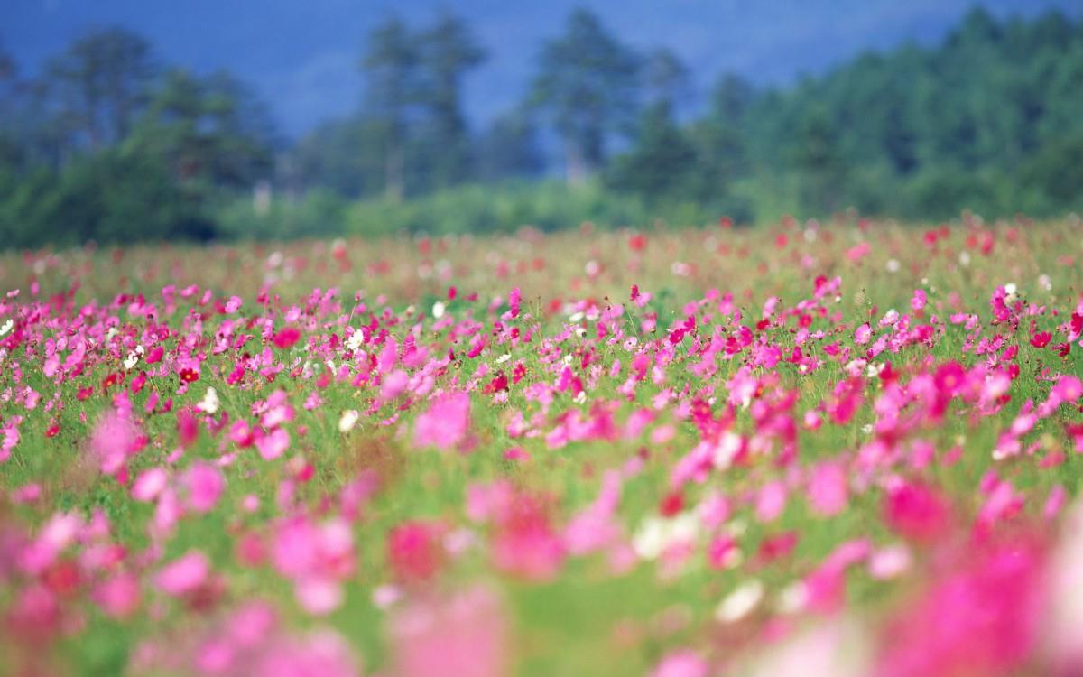 粉色花儿的海洋图片