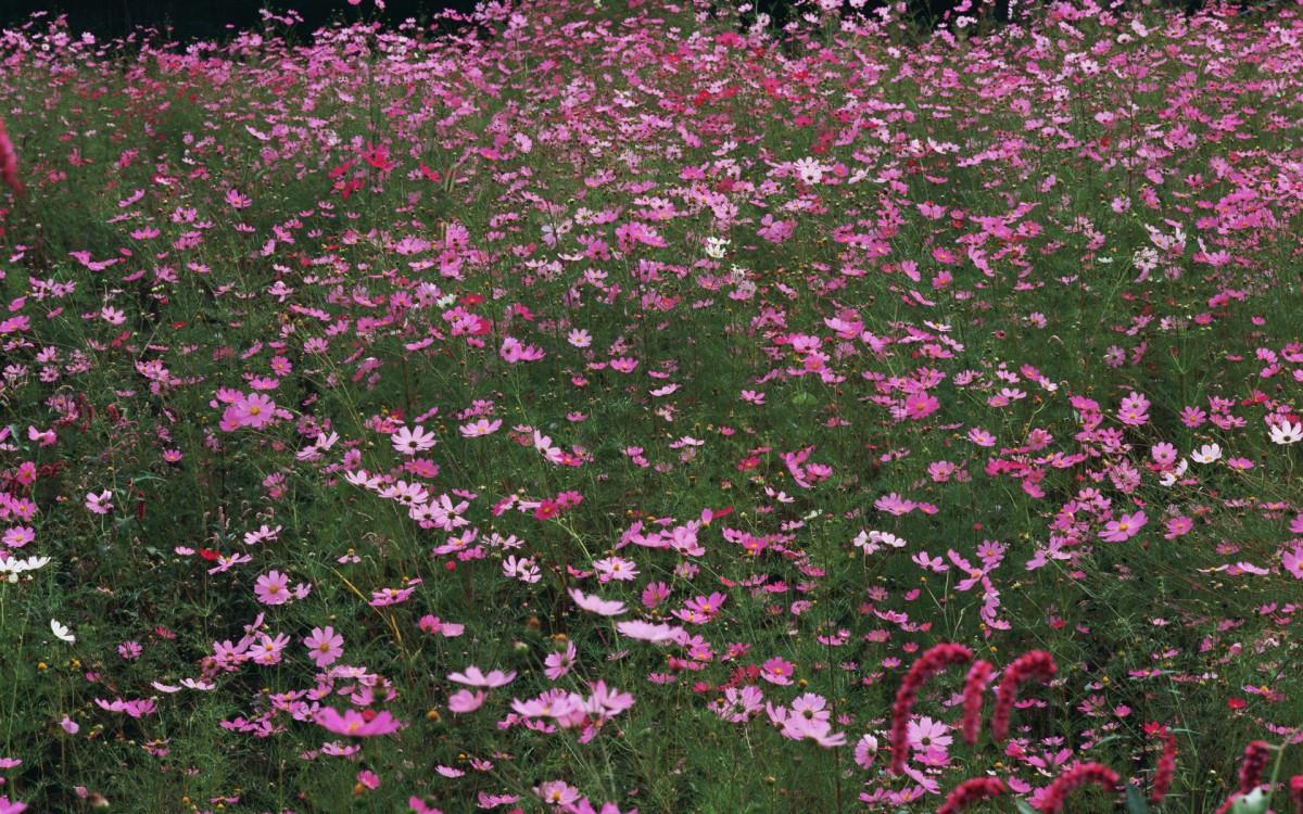 粉色花儿的海洋图片