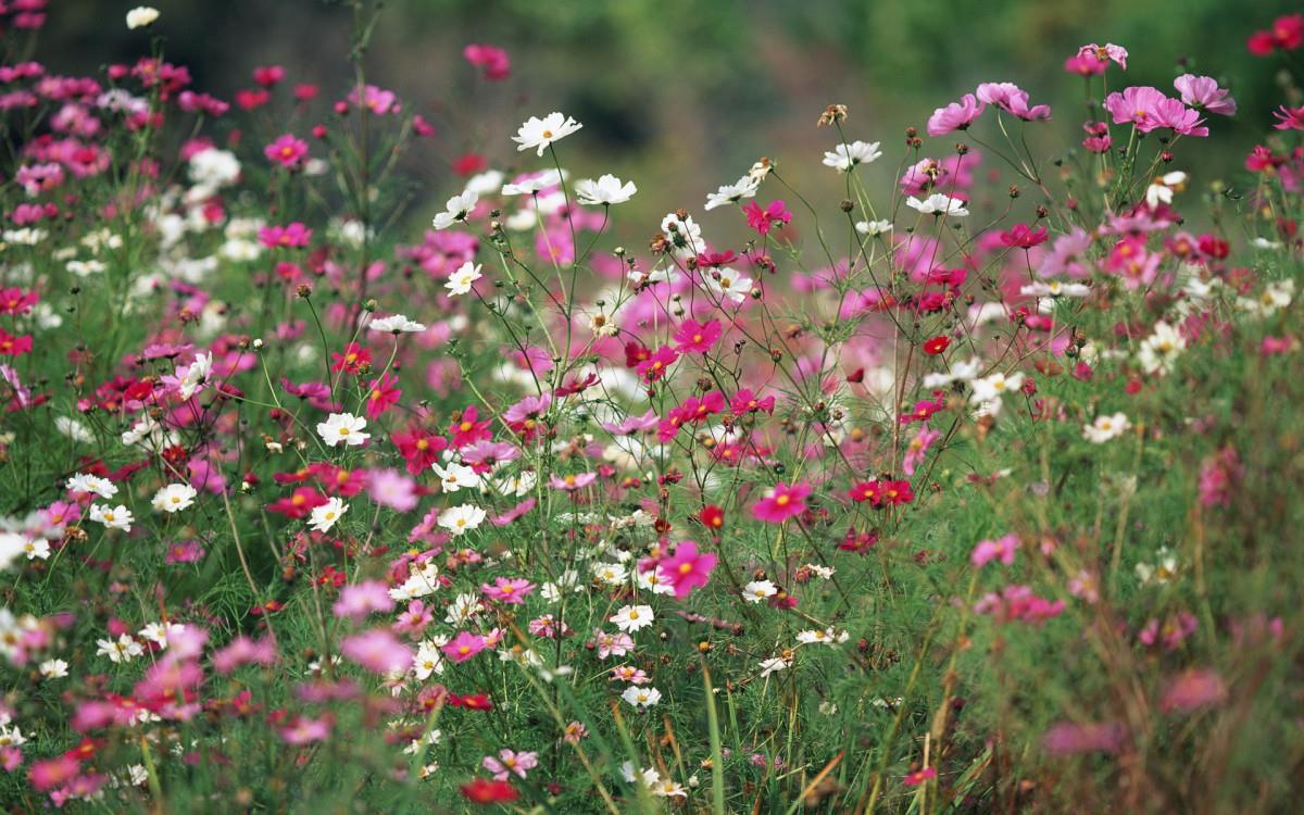 粉色花儿的海洋图片