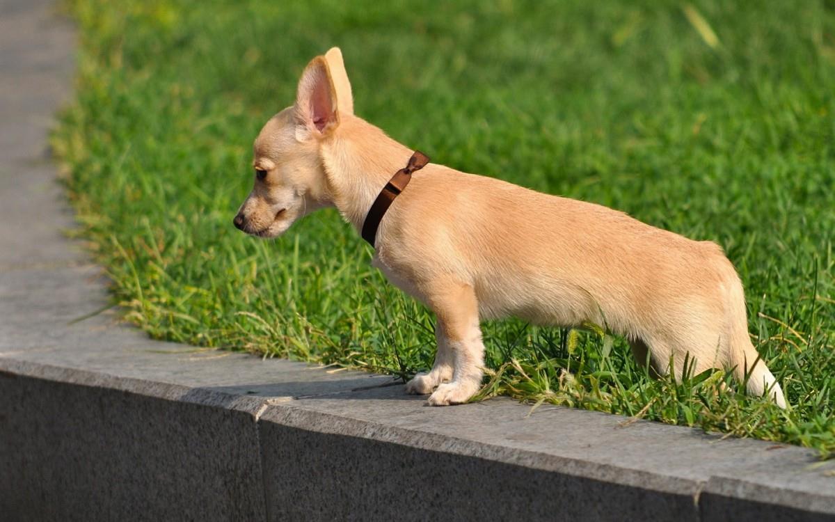 吉娃娃狗狗图片