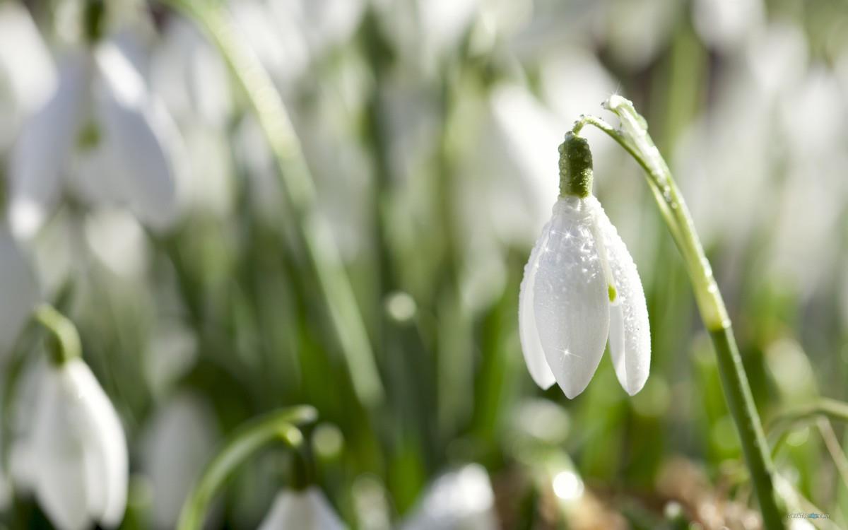 唯美雪花莲（待雪草）图片