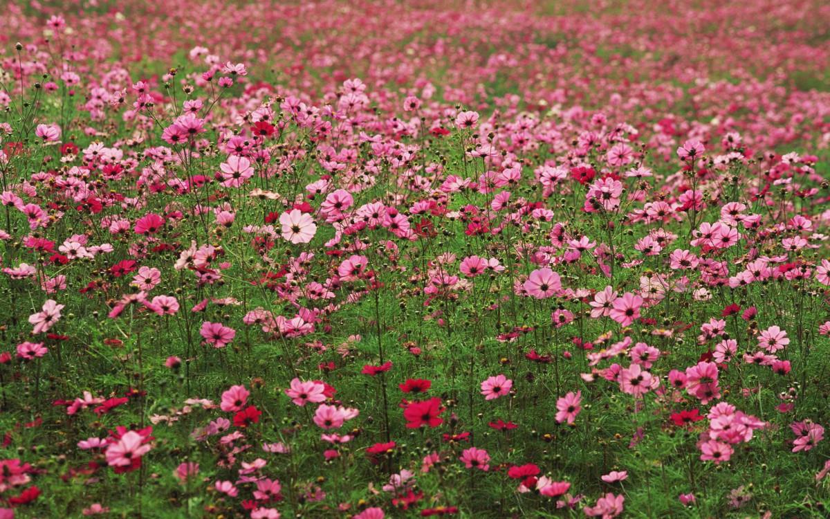 粉色花儿的海洋图片