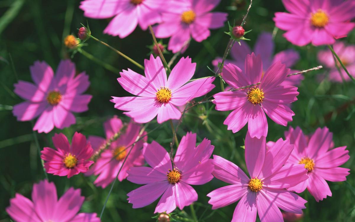 粉色花儿的海洋图片