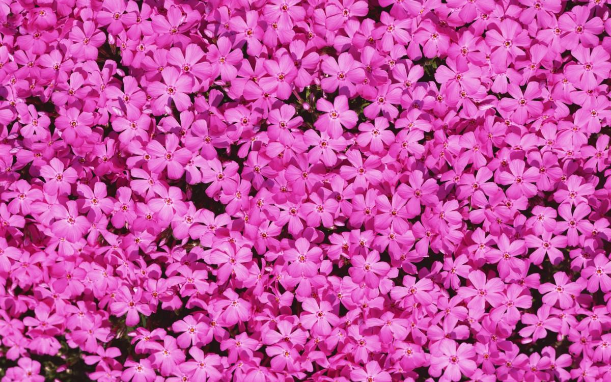 粉色花儿的海洋图片