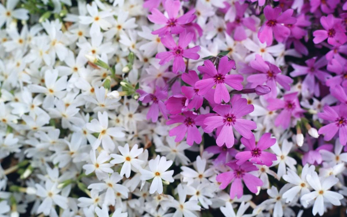 粉色花儿的海洋图片