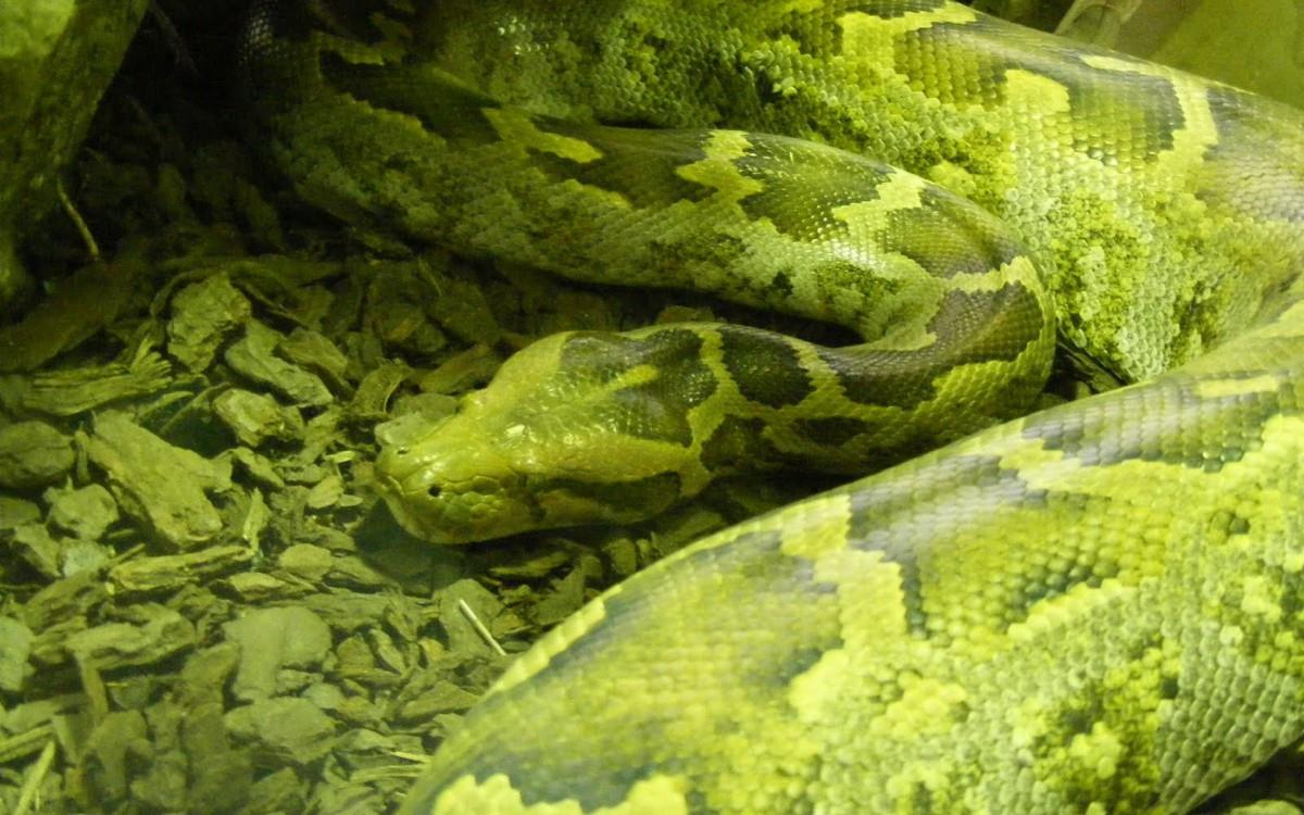 青蛇高清特写图片大全