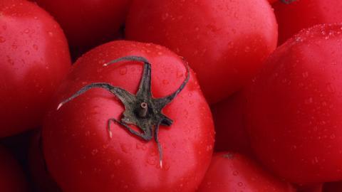 诱人的西红柿(番茄)图片大全