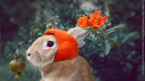 萌兔子“史大力”图片