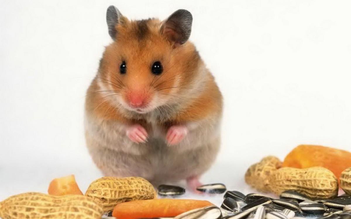 可爱宠物仓鼠图片大全