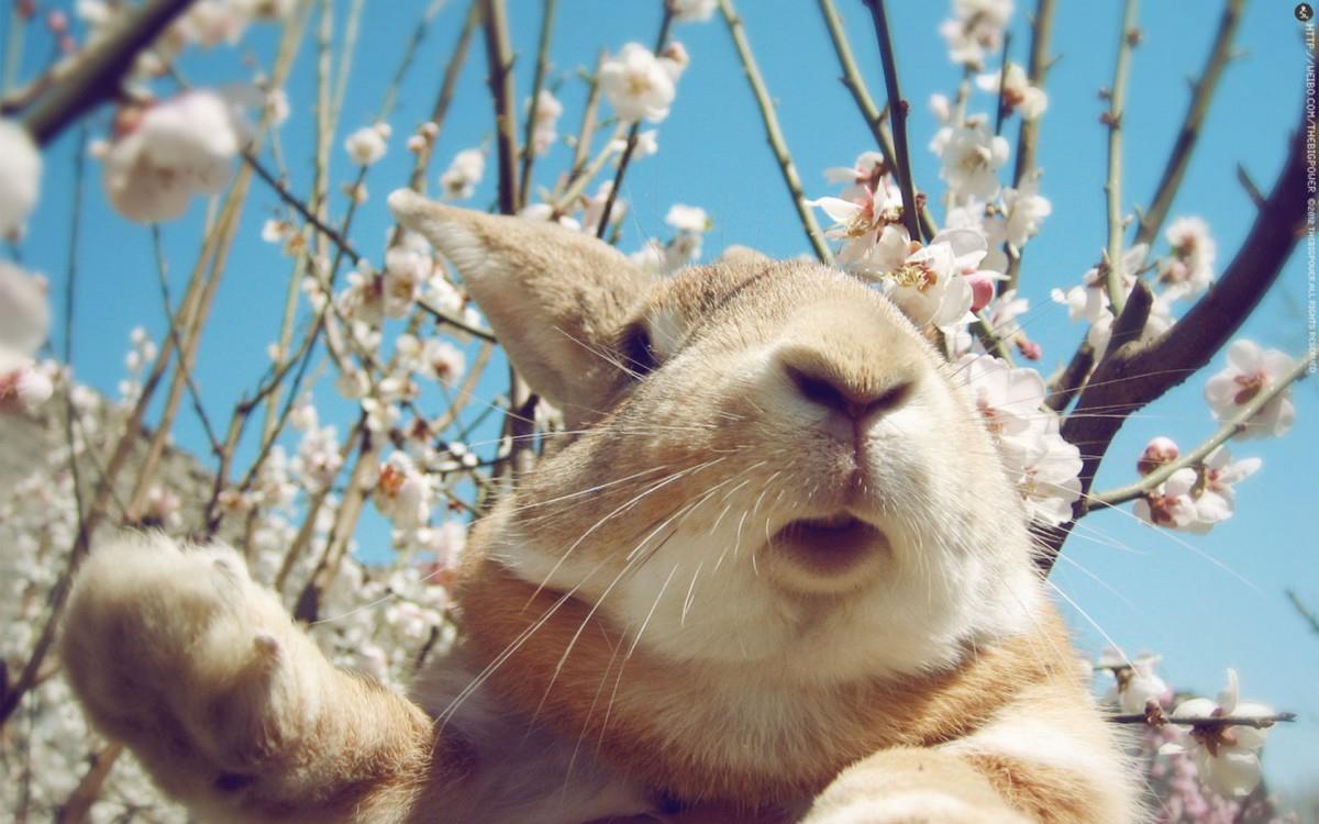 萌兔子“史大力”图片