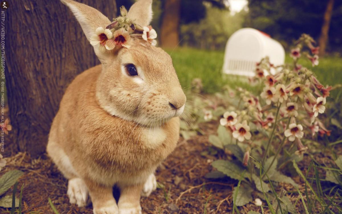 萌兔子“史大力”图片