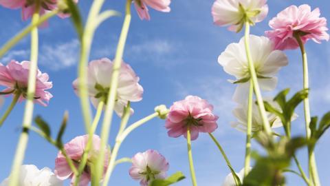 美丽花儿与蓝天风景图片