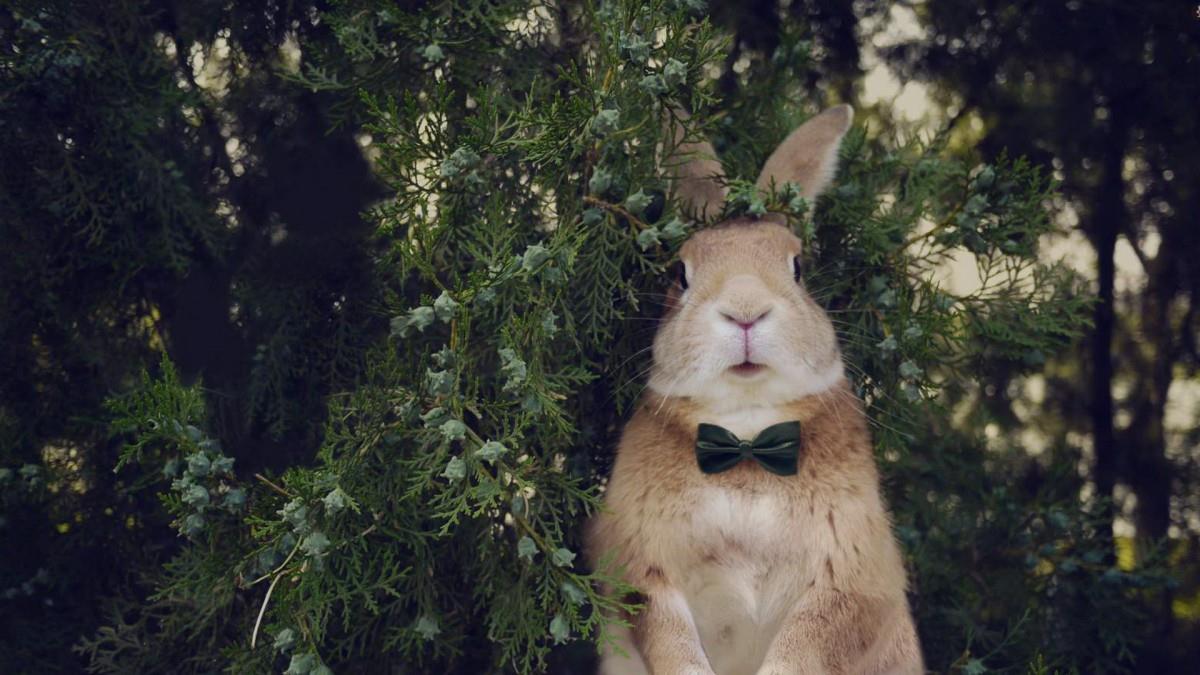 萌兔子“史大力”图片