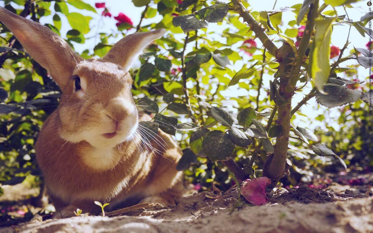 萌兔子“史大力”图片