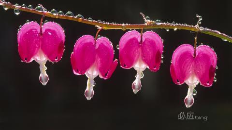 必应精选中国风景图片