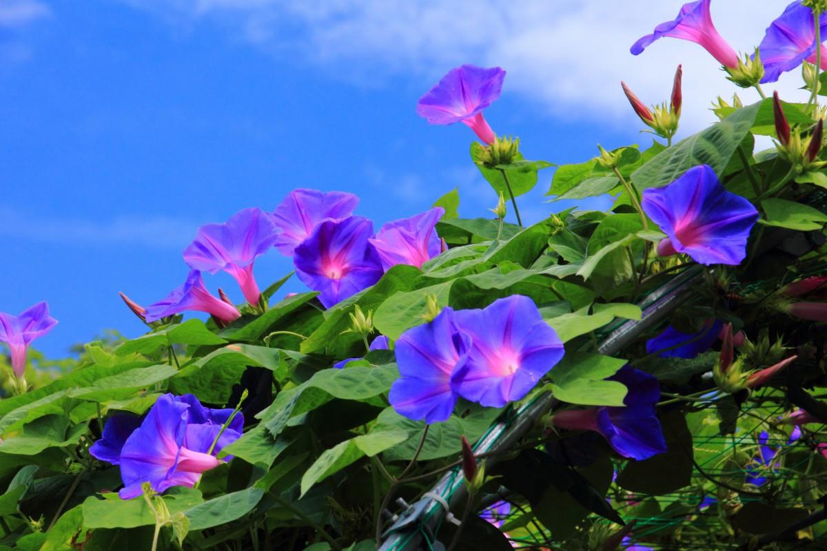 紫色唯美的牵牛花图片大全