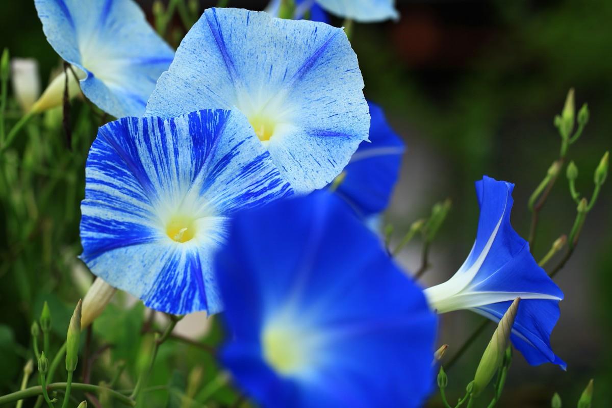 紫色唯美的牵牛花图片大全