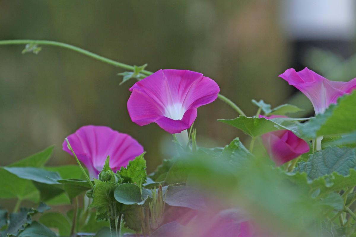 紫色唯美的牵牛花图片大全