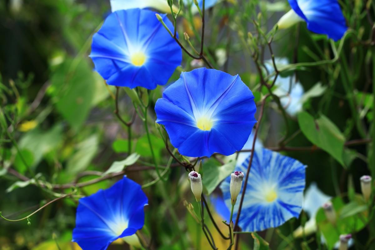 紫色唯美的牵牛花图片大全