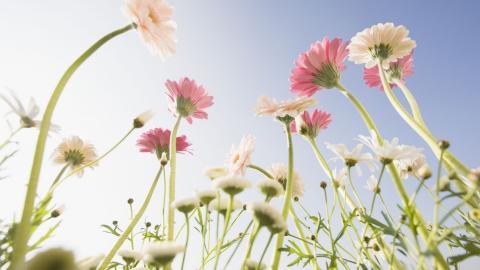 美丽花儿与蓝天风景图片