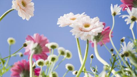 美丽花儿与蓝天风景图片