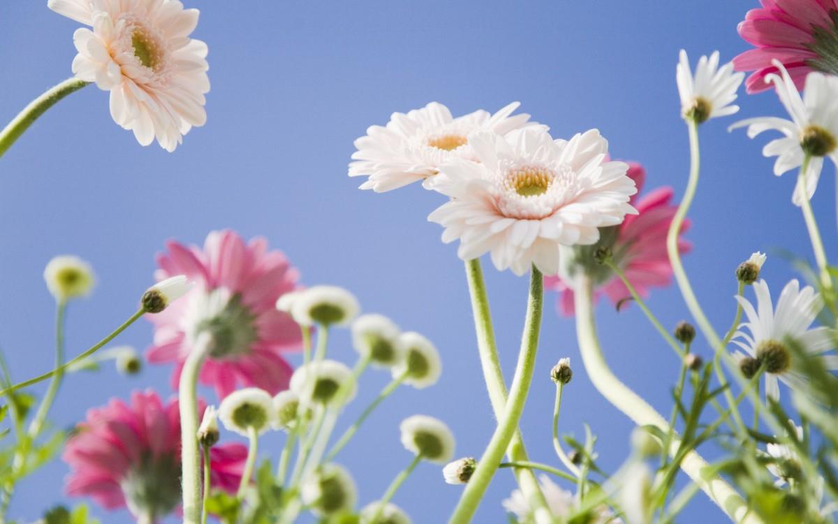 美丽花儿与蓝天风景图片