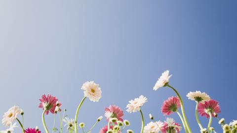 美丽花儿与蓝天风景图片