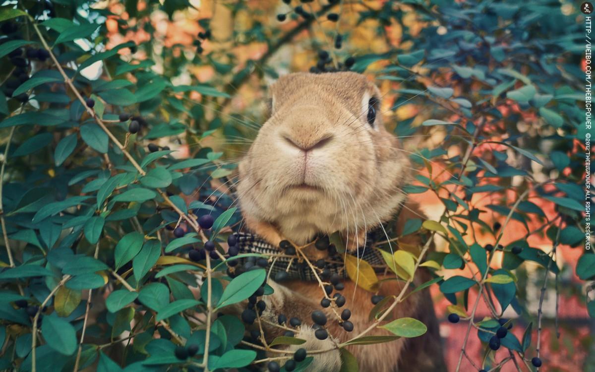 萌兔子“史大力”图片